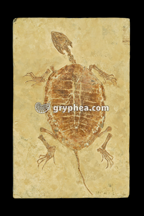 Tortue fossile (Manchurochydus, Crétacé, Chine)  - gryphea.org